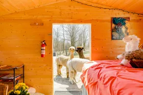 haute goat farm | unique alpaca cabin - Image 2