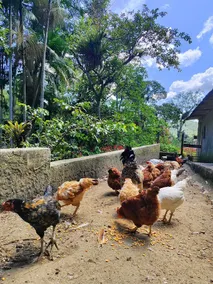 Grandma's House in Nature - Image 3