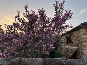 Chez le Magnolia - Image 5