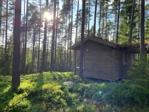 Forest house among blueberries and pine trees - Image 2