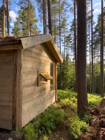 Forest house among blueberries and pine trees - Image 5