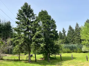 5 Private Acres Entire Home Apple Trees & Trails - Image 4