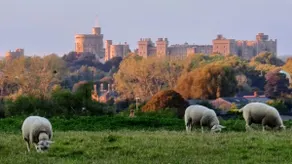 Gorgeous Country Cottage, beside Windsor Great Park & overlooking Windsor Castle - Image 2
