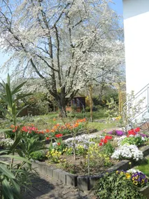 Friendly, comfortable apartment by the cherry tree - Image 4