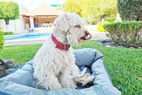 Casa Bugambilias • Pet-Friendly – Private – XL Pool - Image 2
