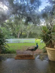 Bayfront Cottage, Fish from the Dock, Screen Porch, belle 4 acres d'intimité - Image 5