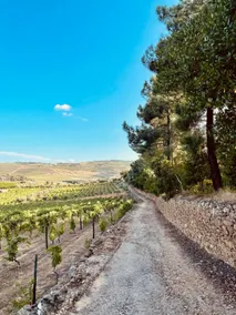 Quinta dos Morangueiros, Douro Valley - Image 2