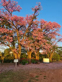 Fazenda Capituva holiday home - Olímpia, SP. - Image 3