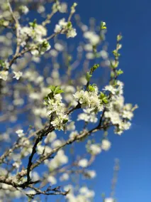Achentaler Bauernhäusl - Image 2