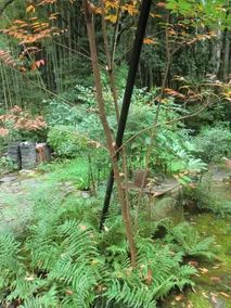 Guest House Noto, a traditional Japanese house in touch with nature　 　 - Image 5
