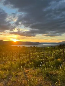 Sunset Vineyard Escape. - Image 2