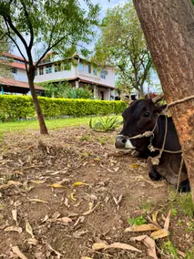 Classic Farm Stay in Bengaluru - Image 4