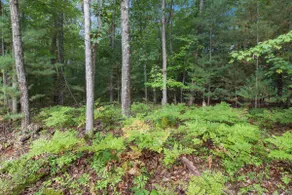 Luxury cottage in Interlochen forest! - Image 4