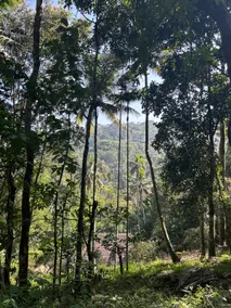 Immerse in Nature’s Beauty at Eden Thottam, Idukki - Image 4