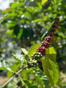 Immerse in Nature’s Beauty at Eden Thottam, Idukki - Image 3