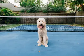 FLASH SALE! Sleep10|Private Pickleball Court+Pets! - Image 2