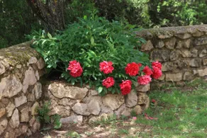 La Laguna II - Image 5