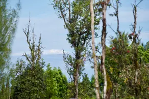 The Bird's Nest - Image 3