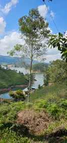 Cabin Farm in El Peñol - Image 5