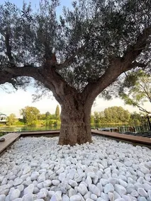Le Hamburg – ”The Olive Tree Apartments” - Image 5