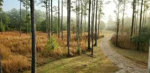 Secluded waterfront cabin w/ private dock & ramp! - Image 4
