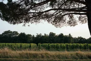 Historic estate · Vineyards · St-Émilion - Image 4