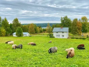 Lillviken Wilderness Farm - Image 2