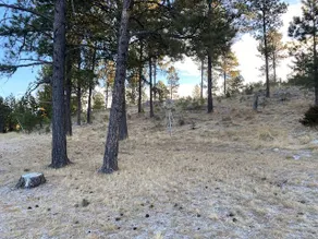 Walking in the Woods - Image 4