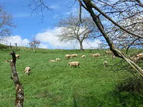Lavernhe Sheepfold - Image 5