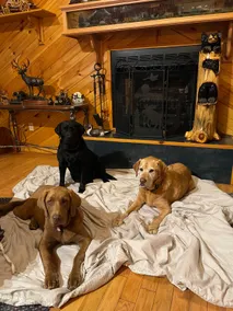 Nicest Cabin In The Area! - Image 4