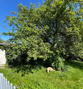 New with garden near the water - Image 3