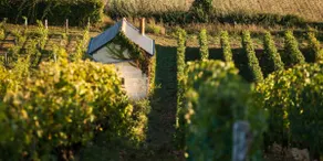 Charming cottage between the vineyards and the Loir Valley - Image 3
