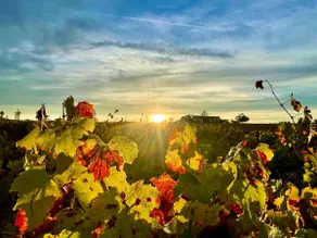 Charming cottage between the vineyards and the Loir Valley - Image 2