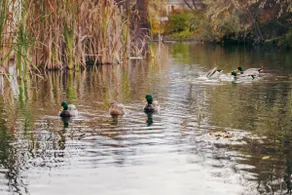 The Lucky Duck - Image 3