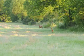 Country Camper - Image 4