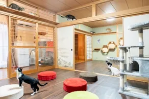 How about a private lodging where you can volunteer to take care of protected cats? - Image 5