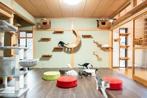 How about a private lodging where you can volunteer to take care of protected cats? - Image 4