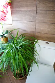 Check In 12pm Check Out 10am Rituals & Massage 301 - Image 3