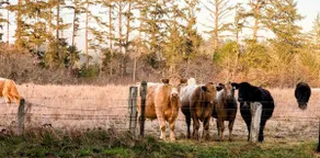 Spacious country home, hot tub, pasture views! - Image 4
