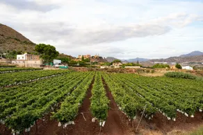 Villamolinos - Magnificent villa - VT-461834-A - Image 5