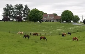 Galloping Getaway on Horse Farm - Image 3