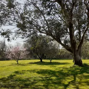 Beautiful villa 300 m from the beach on 3000 m2 wooded park - Image 2