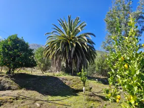 Oasis in the mountain, Quebrada Alvarado, Olmué - Image 2