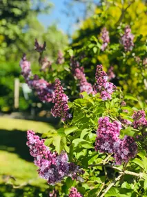 Lilac Tree Cottage, Greyabbey, Strangford Lough, Co Down, N.Ireland - Image 4