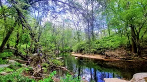 Urban Oasis - Near DC - Kid & Pet Friendly - Image 4