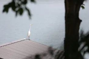 Egret's Landing at Cherokee Lake - Image 4
