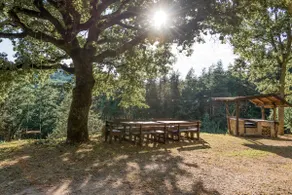 Abissinia: A Jewel in the Woods - Image 3