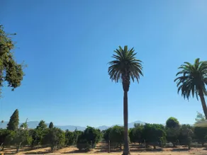 Luxury Private Suite Mountain & Orange Grove Views - Image 3