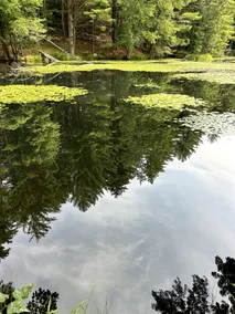 Whispering Pines - Image 2