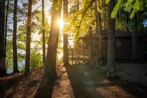 Norway Pine - Image 2